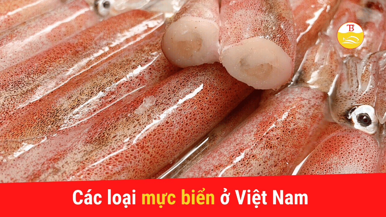 cac-loai-muc-bien-o-viet-nam